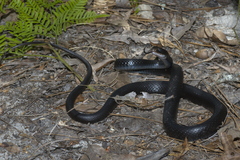 Coluber constrictor helvigularis