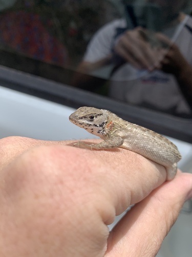 Stenocercus chota