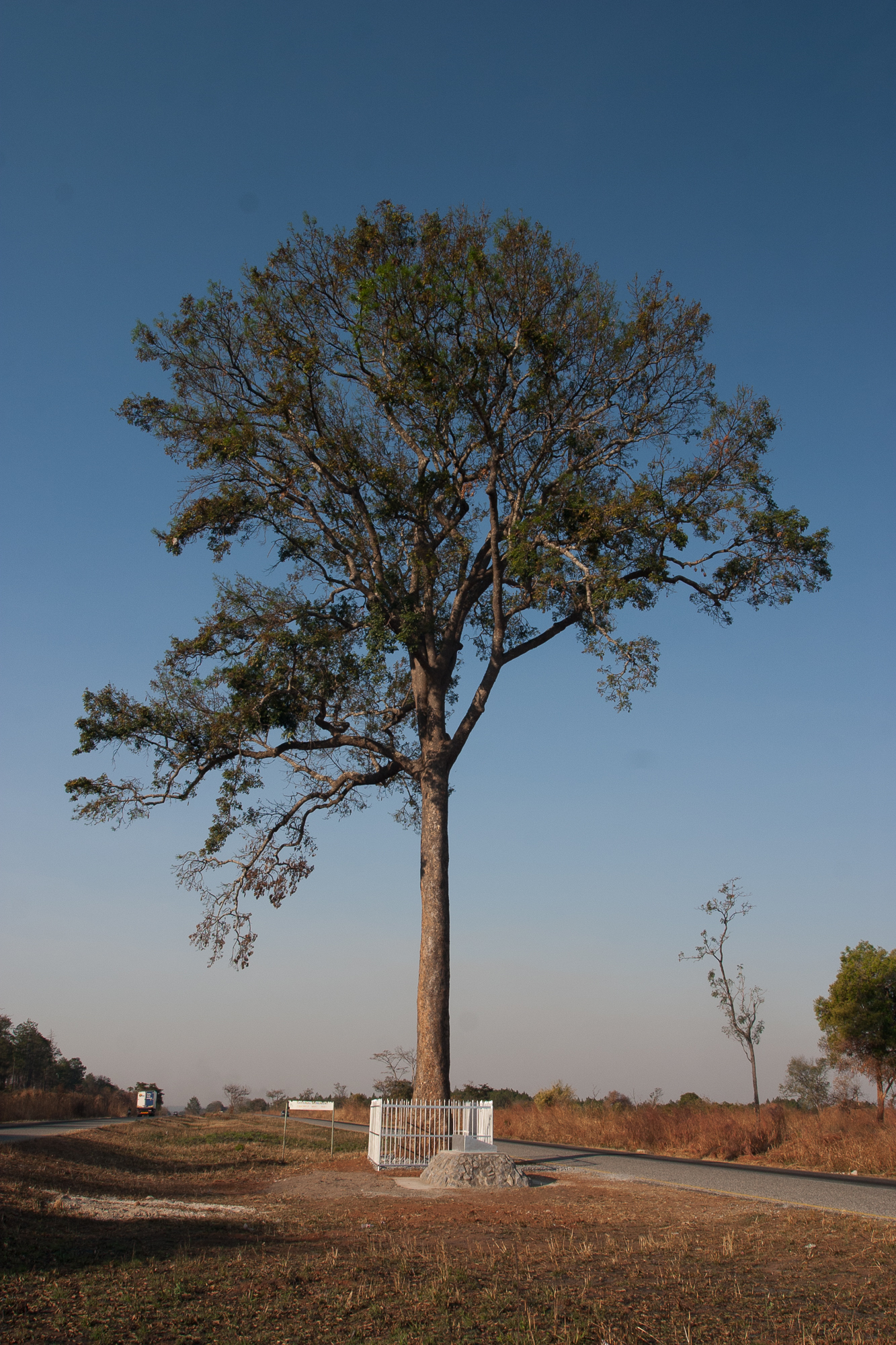 Entandrophragma delevoyi