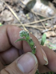 Cryptantha torreyana