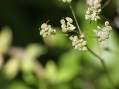Pimpinella tragium