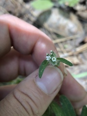 Cryptantha torreyana