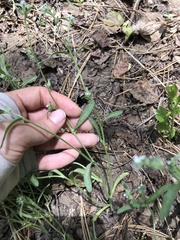 Cryptantha torreyana