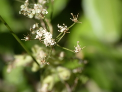 Pimpinella tragium
