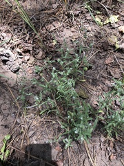 Cryptantha torreyana
