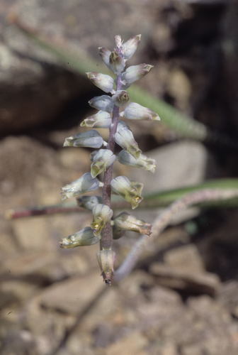 Yellowtip Viooltjie (Lachenalia attenuata)