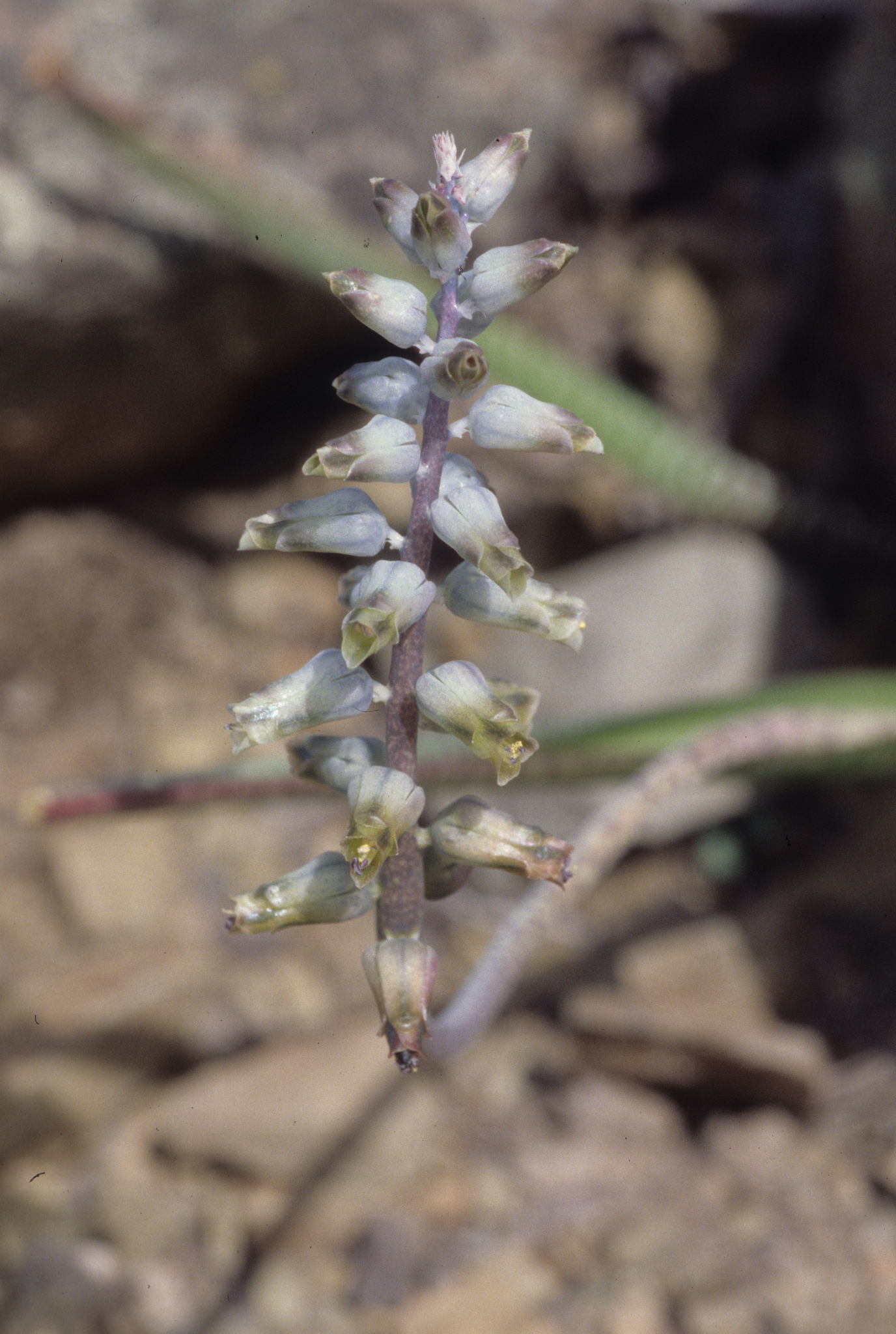 Yellowtip Viooltjie (Lachenalia attenuata)