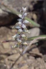 Yellowtip Viooltjie (Lachenalia attenuata)