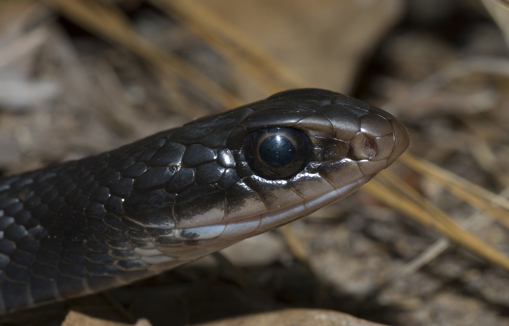 Corredora-azul (subespécie Coluber constrictor foxii) · BioDiversity4All