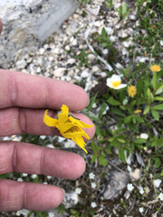 Arnica angustifolia