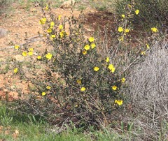 Hibbertia cockertoniana
