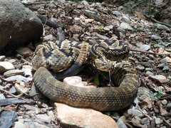 Crotalus totonacus