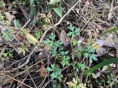 Trachymene procumbens