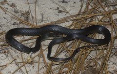 Coluber constrictor helvigularis