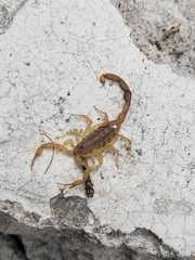 Centruroides vittatus