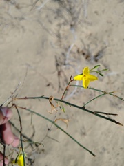 Eulobus crassifolius