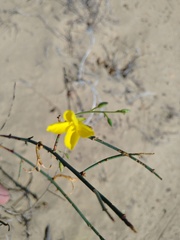 Eulobus crassifolius