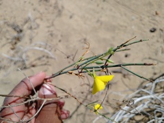 Eulobus crassifolius