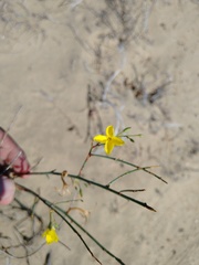 Eulobus crassifolius