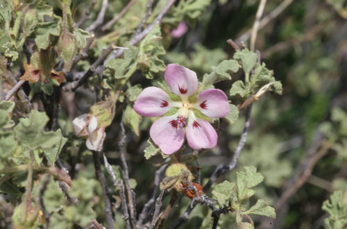 Image of Anisodontea triloba by (c) Tom Lloyd Evans, some rights reserved (CC BY-SA)
