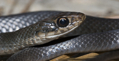 Coluber constrictor helvigularis