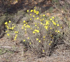 Hibbertia stenophylla