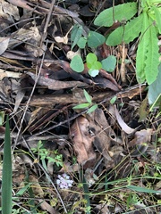 Trachymene procumbens