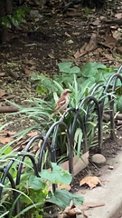 Passer domesticus