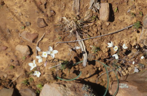 Image of Heliophila roggeveldensis by (c) Tom Lloyd Evans, some rights reserved (CC BY-SA)