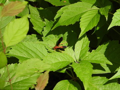 Tmetogaster nubilipennis
