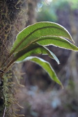 Elaphoglossum paleaceum