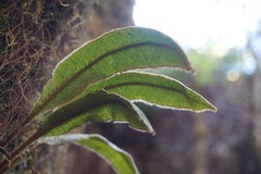 Elaphoglossum paleaceum
