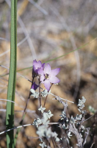 Image of Geissorhiza heterostyla by (c) Tom Lloyd Evans, some rights reserved (CC BY-SA)