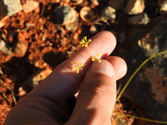 Bupleurum rigidum paniculatum