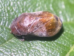 Penthimia americana
