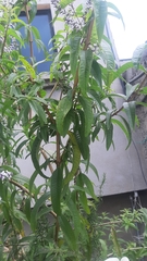 Aloysia citrodora