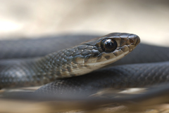 Coluber constrictor helvigularis