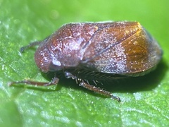 Penthimia americana