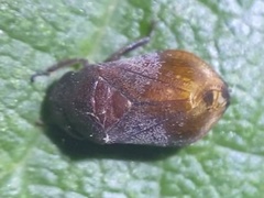 Penthimia americana