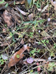 Trachymene procumbens