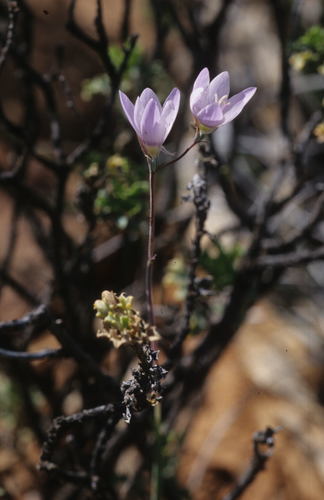 Image of Geissorhiza heterostyla by (c) Tom Lloyd Evans, some rights reserved (CC BY-SA)