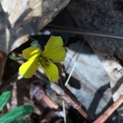 Viola sheltonii