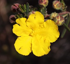 Hibbertia cockertoniana