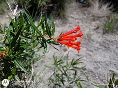 Bouvardia tenuifolia