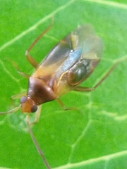 Miridae