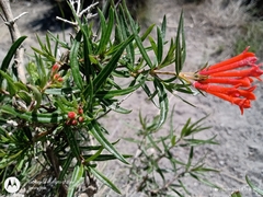 Bouvardia tenuifolia