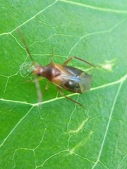 Miridae