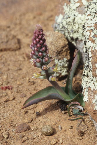Lachenalia aurioliae