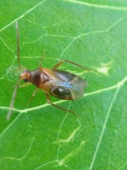 Miridae