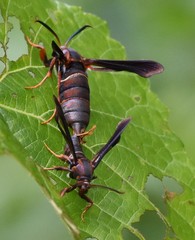 Vitacea scepsiformis